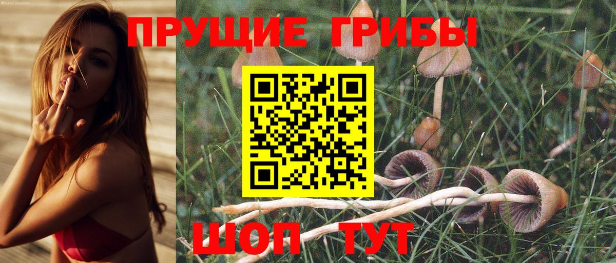 Бор  Псилоцибиновые грибы Psilocybe  где найти   Вход с VPN 